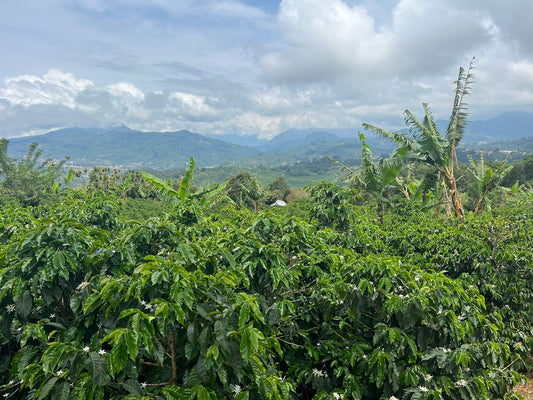 Upptäck Historien Bakom Vårt Exklusiva Kaffe från Costa Rica