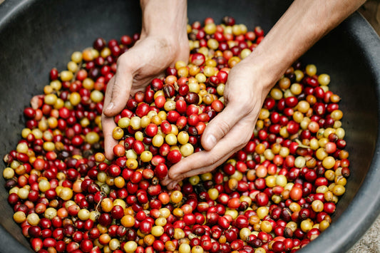 Upptäck Hantverket Bakom Specialkaffe